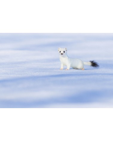 
Du blanc, du bleu et une touche de noir - photographie Fabien Gréban 

Hermine blanche sur la neige
