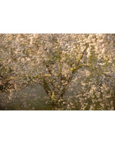 Awakening of the Spring - photographie Arnaud Nédaud 
Prunus au printemps