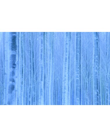 Troncs de glace - photographie Arnaud Nédaud 
Troncs de hêtre en hiver
