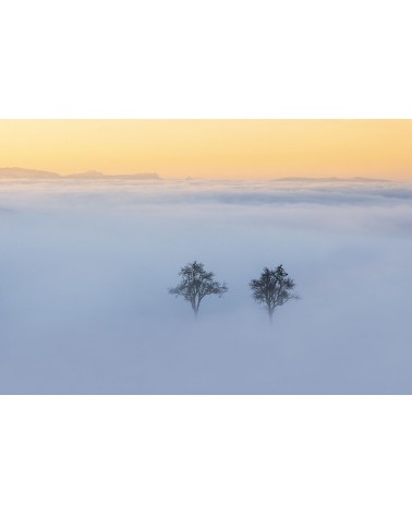 
Amoureux solitaires - photographie Nicolas Gascard 

A l'aube, au coeur de la brume automnale, deux arbres sont apparus comme p