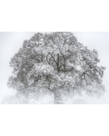 
L'Arbre Roi - photographie Nicolas Gascard 

Apparition majestueuse d'un chêne au coeur de l'hiver.