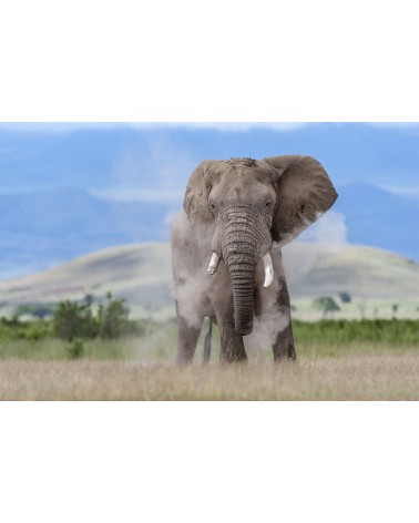 
Bain de poussière - photographie Christine &amp; Michel Denis-Huot 

Ce mâle éléphant s'arrose de poussière pour se protéger de