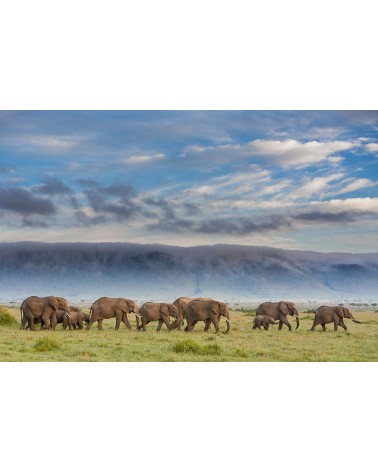 
Troupe d'éléphants en marche - photographie Christine &amp; Michel Denis-Huot 

Troupe d'éléphants en déplacement dans la plain