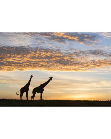
Deux girafes au lever du soleil - photographie Christine &amp; Michel Denis-Huot 

Silhouettes de girafes à la sortie du camp a