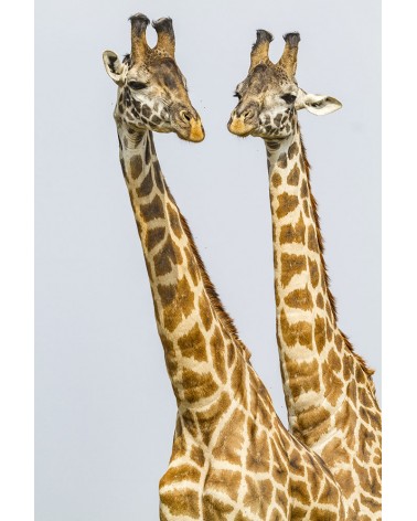 
Portrait de mâles girafe - photographie Christine &amp; Michel Denis-Huot 

Ces deux mâles s'affrontent dans une joute