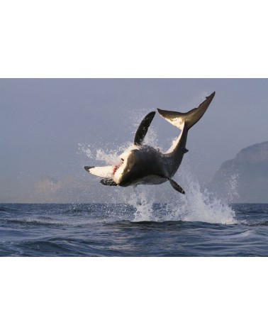 
L'envolée du Grand Requin Blanc - photographie Eduardo Da Forno 
Le grand saut du requin blanc
