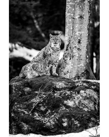 Une jolie famille - photographie Franck Fouquet 
Femelle lynx et ses jeunes
