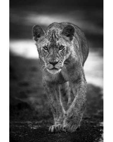 Jeune lion sous la pluie - photographie Véronique &amp; Patrice Quillard 
Un jeune lion au caractère bien trempé !