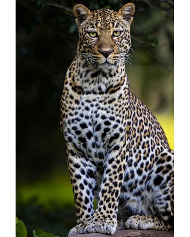 Perfection féline - photographie Véronique &amp; Patrice Quillard 
Le léopard : une petite merveille de la nature