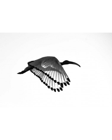 A travers l'aile - photographie Philippe Cabanel 
Vol de l’Ibis à contre-jour