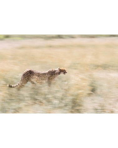 Pastel - photographie Véronique &amp; Patrice Quillard 
Filé flou de guépard dans les hautes herbes de la savane