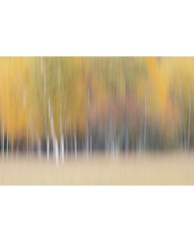 Couleurs d'automne - photographie Fabien Gréban
Vision abstraite de la forêt Paysage de forêt dans le massif du Jura