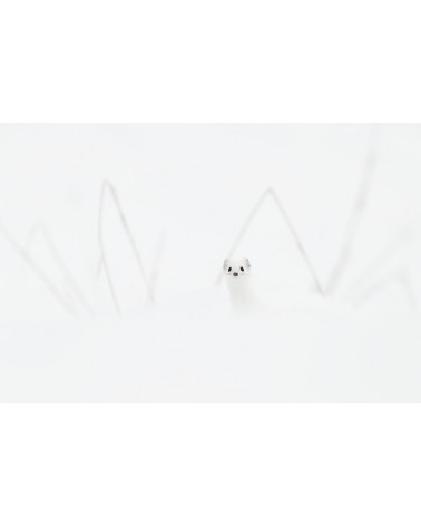 Le lutin blanc - photographie Fabien Gréban 
Hermine blanche dans la prairie enneigée